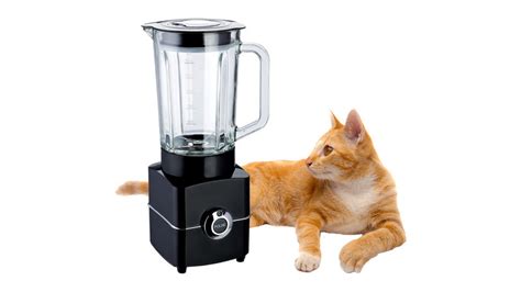 What Is The Disturbing 'Cat Blender Video' And Why Are They .